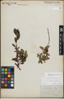 Foto von Salix myrsinifolia Salisb. x Salix retusa L.